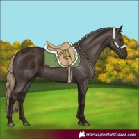 Horse Color:Liver Chestnut Rabicano 