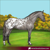 Horse Color:Grullo Appaloosa 