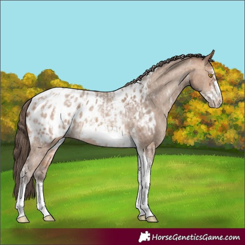 Horse Color:Amber Champagne Sabino Tobiano Appaloosa and Amber Champagne Sabino Tobiano Frame Appaloosa