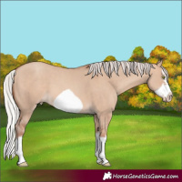 Horse Color:Silver Sable Champagne Dun Splash Frame