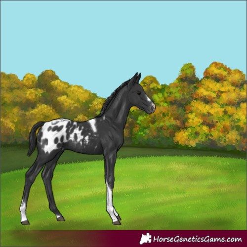 Horse Color:Black Tobiano Appaloosa Rabicano 