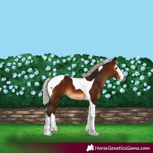 Horse Color:Gray Silver Bay Splash Tobiano