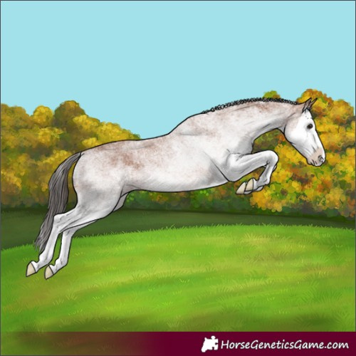 Horse Color:White Spotted Bay Splash 