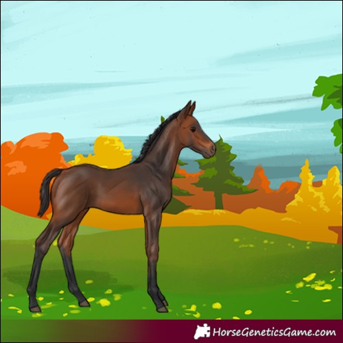 Horse Color:Bay 