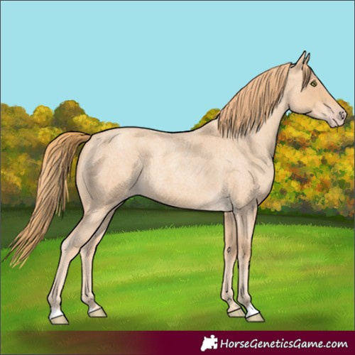 Horse Color:Gold Champagne Roan