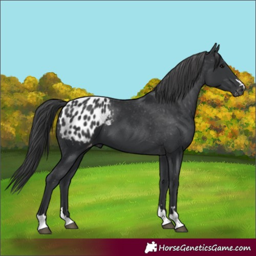 Horse Color:Black Appaloosa 