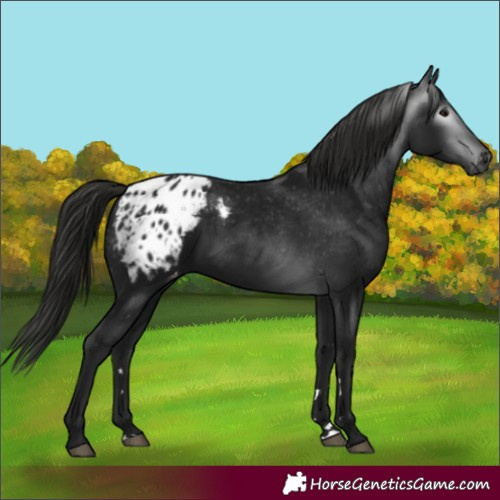 Horse Color:Gray Black Appaloosa