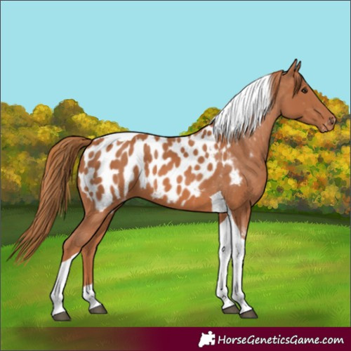 Horse Color:Chestnut Tobiano Appaloosa 