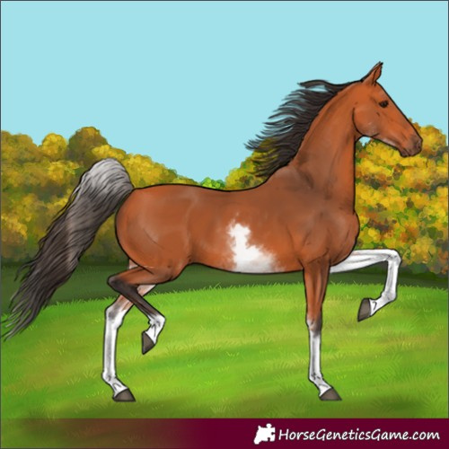 Horse Color:Unknown 