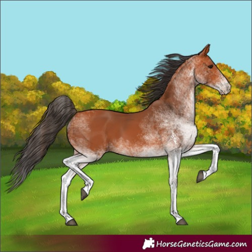 Horse Color:White Spotted Bay