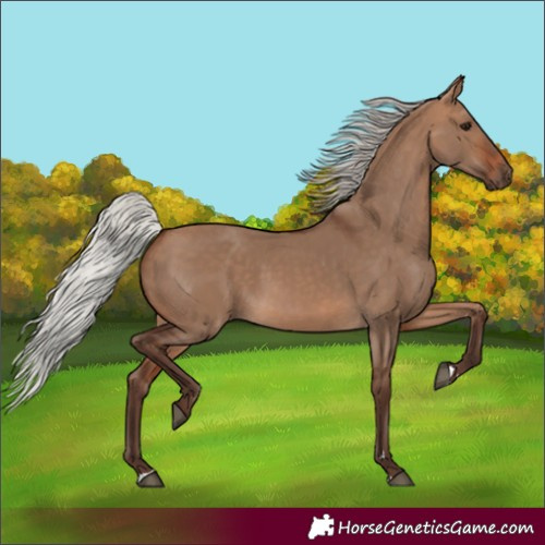Horse Color:Unknown 