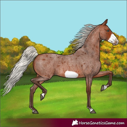 Horse Color:Silver Brown Roan Frame 