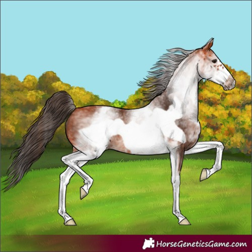 Horse Color:White Spotted Bay Frame 