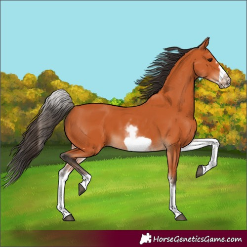 Horse Color:Unknown 