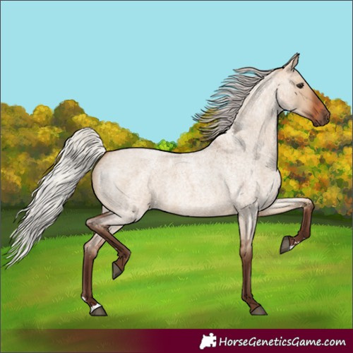 Horse Color:Silver Brown Roan Dun 