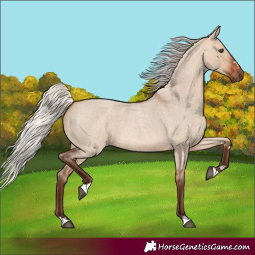 Horse Color:Unknown 
