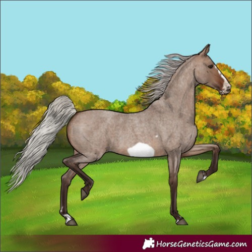 Horse Color:Unknown 