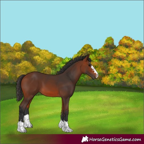 Horse Color:Bay 