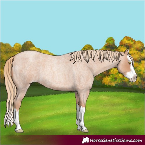 Horse Color:Gold Champagne Roan Splash