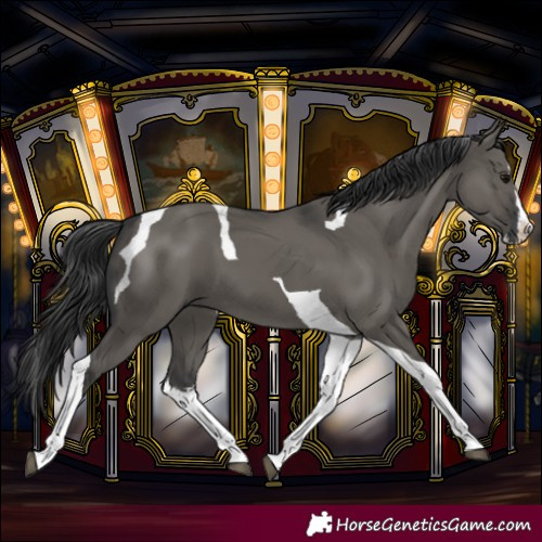 Horse Color:Grullo Splash Tobiano 