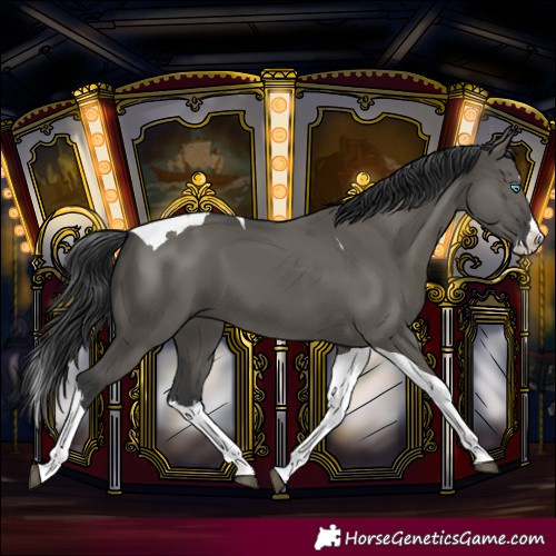 Horse Color:Grullo Splash Tobiano