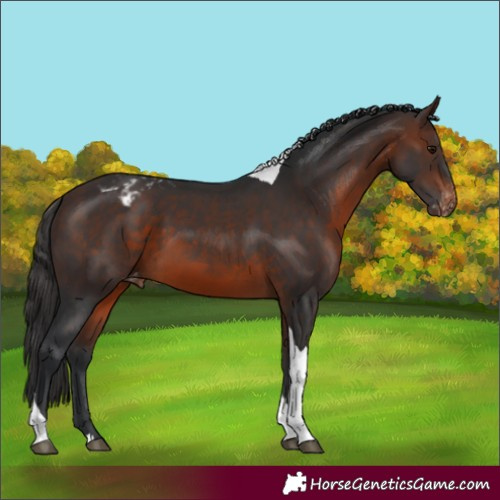 Horse Color:Brown Tobiano Appaloosa