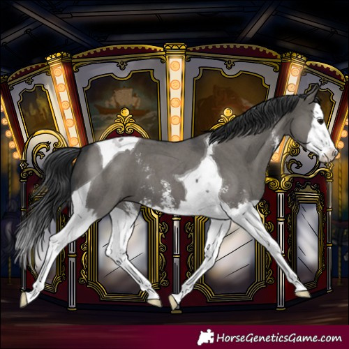 Horse Color:Grullo Sabino Splash Tobiano