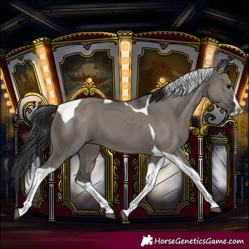 Horse Color:Grullo Splash Tobiano 
