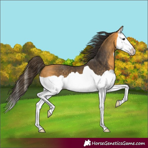 Horse Color:Buckskin Splash