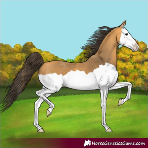 Horse Color:Unknown 