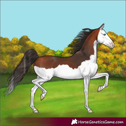 Horse Color:Unknown 