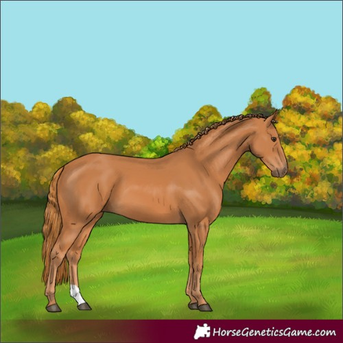 Horse Color:Chestnut 