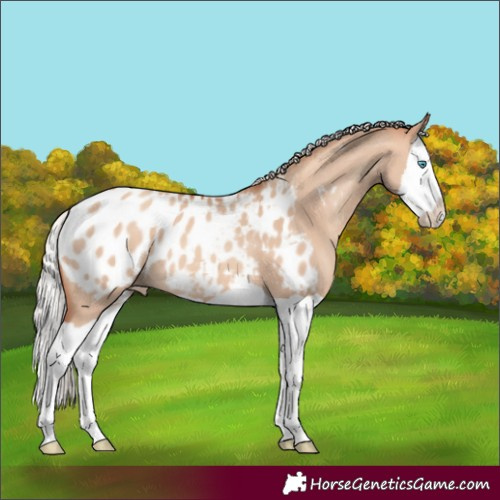 Horse Color:Silver Sable Champagne Dun Splash Appaloosa 