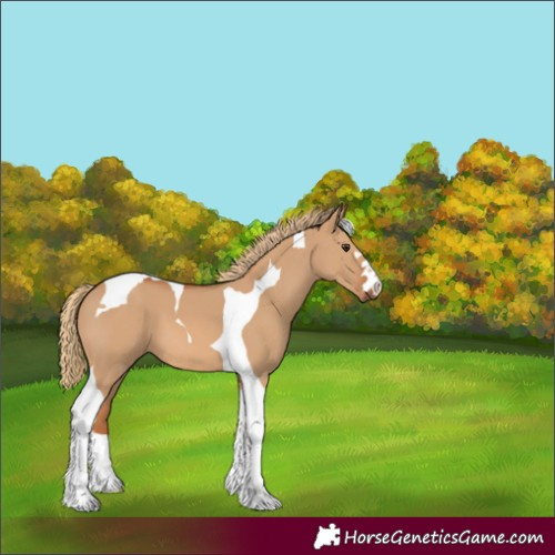 Horse Color:Red Dun Tobiano
