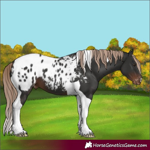 Horse Color:Liver Chestnut Tobiano Blanket 