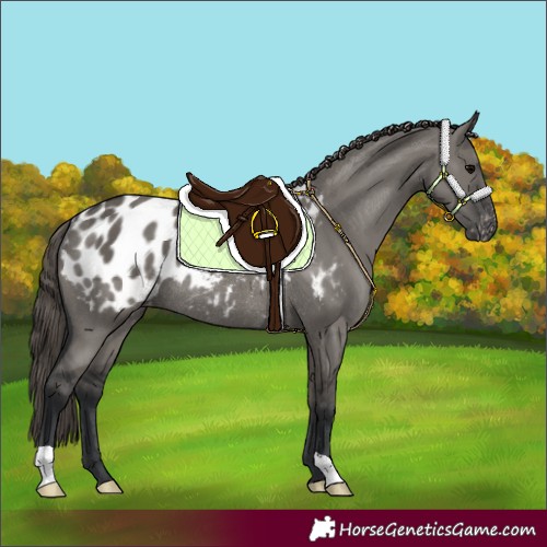 Horse Color:Grullo Blanket Rabicano 