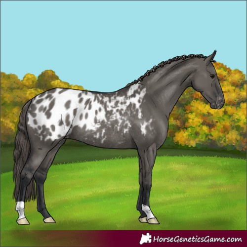 Horse Color:Grullo Appaloosa Rabicano 