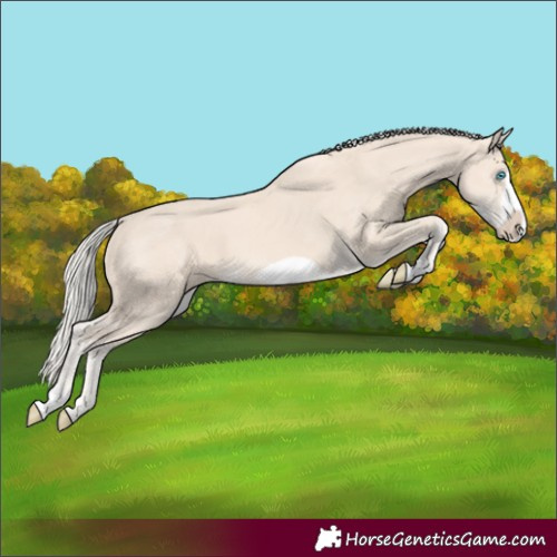 Horse Color:Cremello Frame 