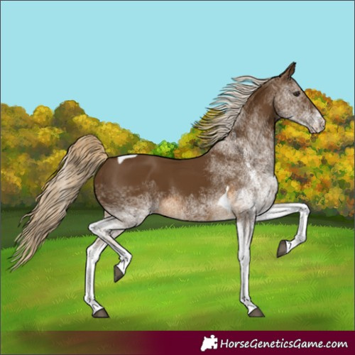 Horse Color:White Spotted Chocolate Palomino Tobiano