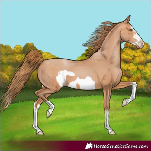 Horse Color:Bay Pearl Splash Frame 