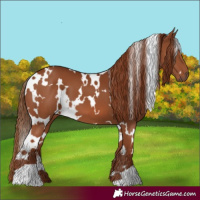 Horse Color:White Spotted Chestnut