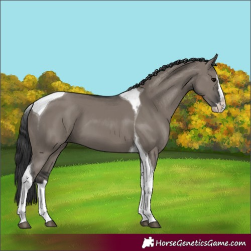 Horse Color:Grullo Splash Tobiano 