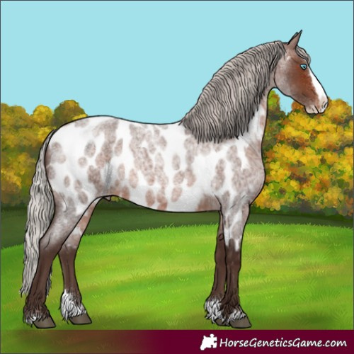 Horse Color:Silver Brown Roan Splash Near Leopard 