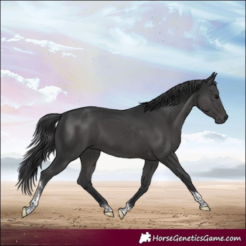 Horse Color:Black Tobiano 