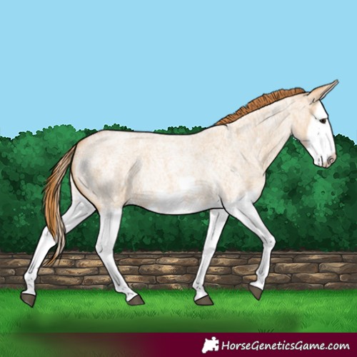 Horse Color:Red Dun Roan Splash Frame Rabicano 