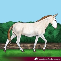 Horse Color:Red Dun Roan Splash Frame Rabicano 