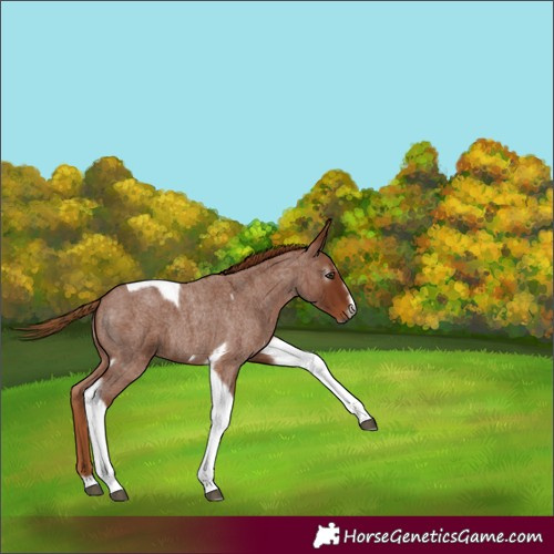 Horse Color:Gray Red Roan Splash Tobiano Frame