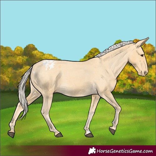 Horse Color:Palomino Varnish 