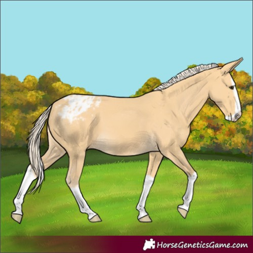 Horse Color:Palomino Splash Varnish 