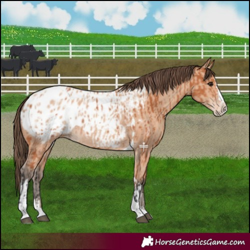 Horse Color:Bay Splash Tobiano Appaloosa and Amber Champagne Splash Tobiano Appaloosa